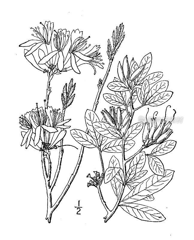 古董植物学植物插图:Rhodora Canadensis, Rhodora